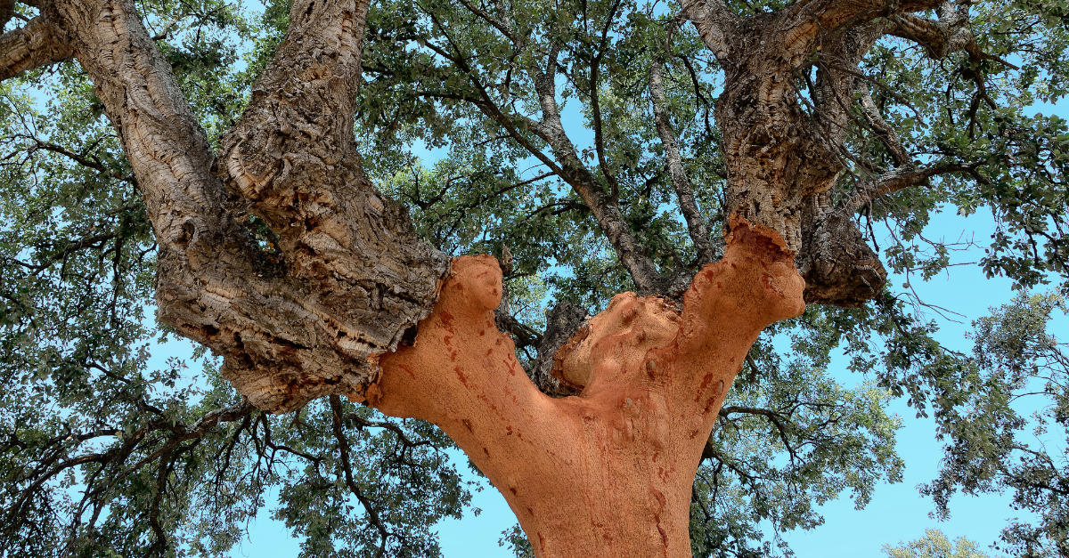 The tree that keeps its skin thumbnail