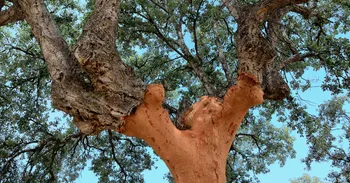 The tree that keeps its skin thumbnail