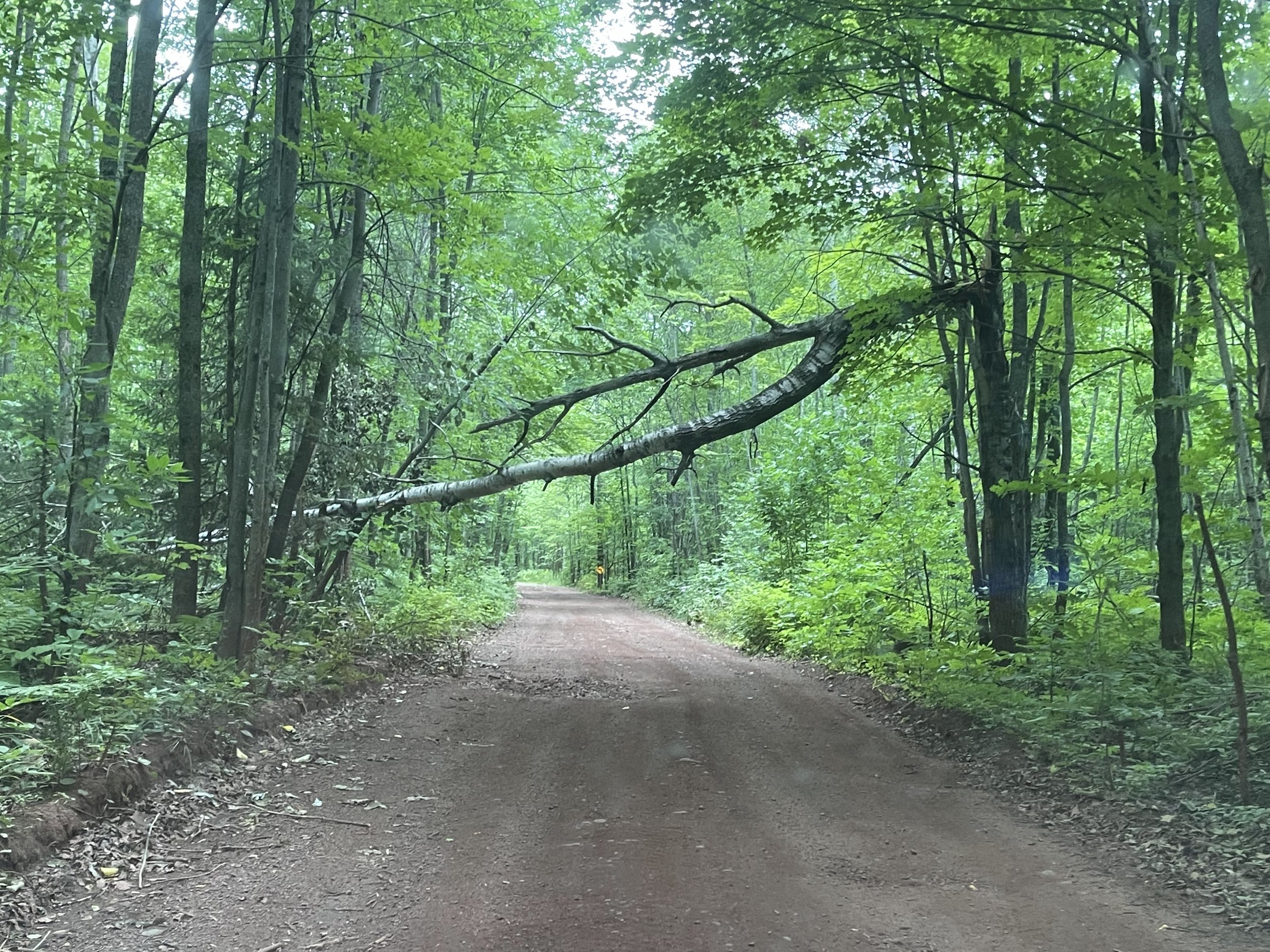  Heavily wooded area, Beautiful and peaceful when you stop to take it in! 