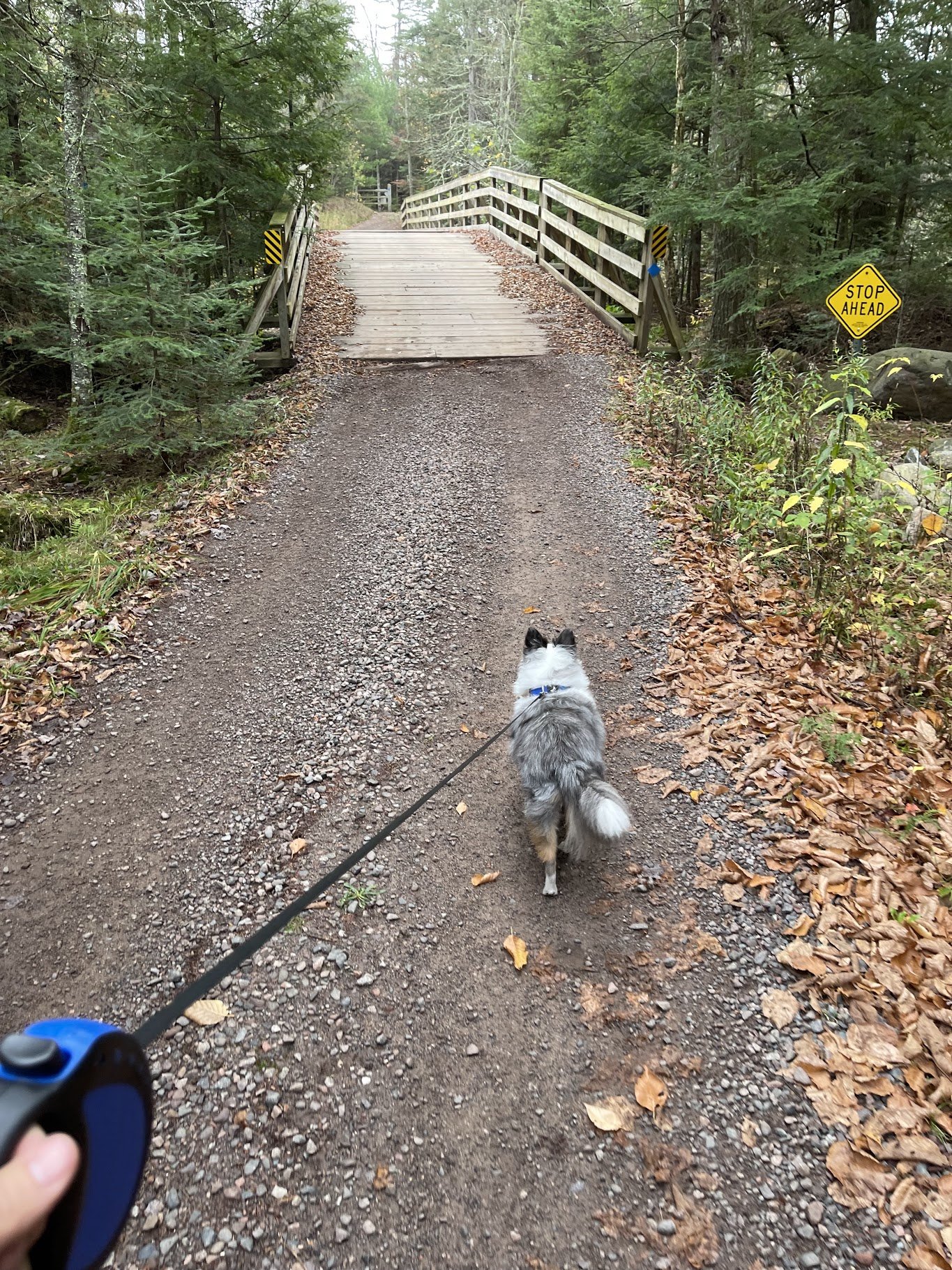  Loves going for walks! 