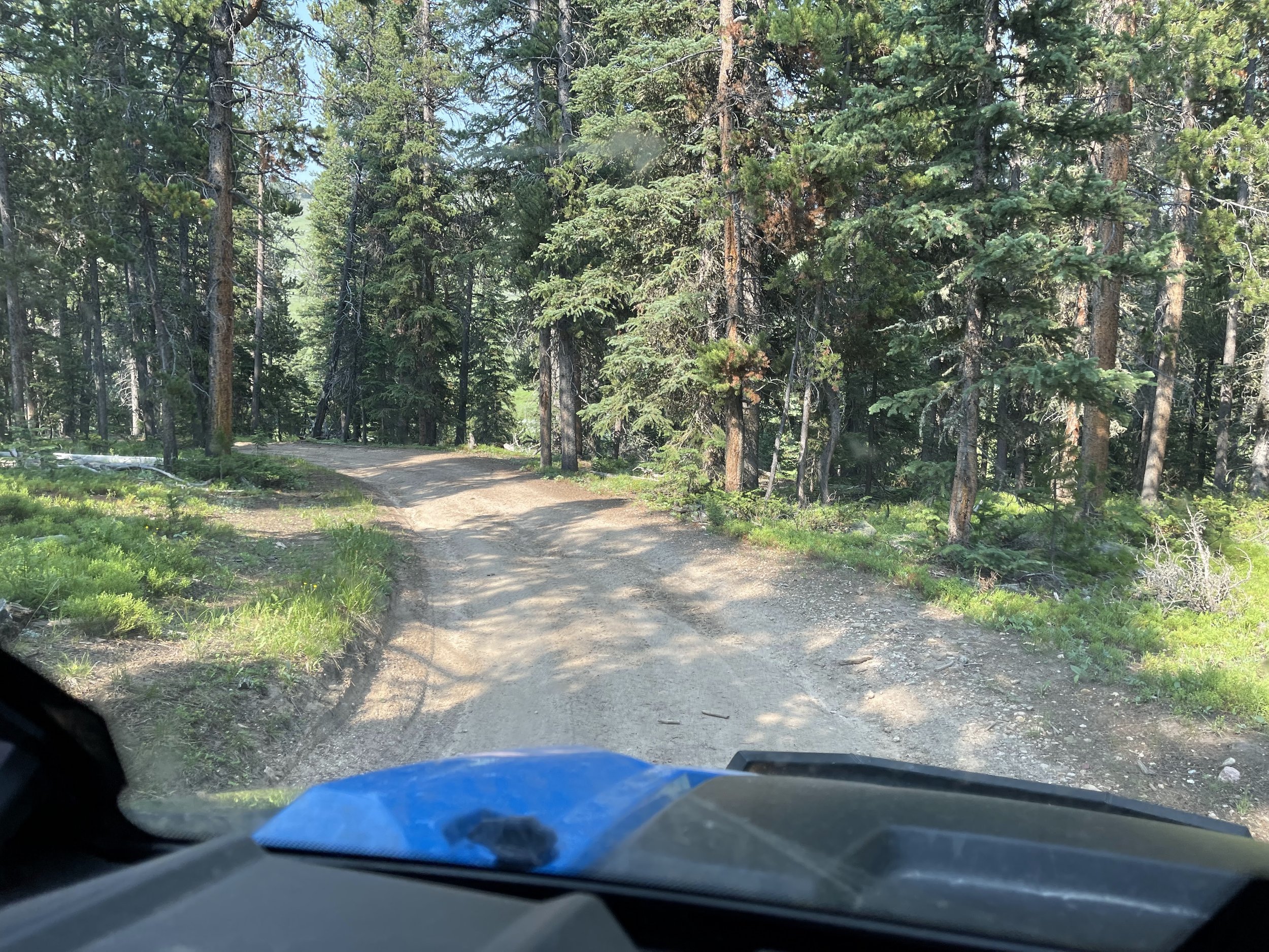  Heavily forested, the trails are packed fairly good 