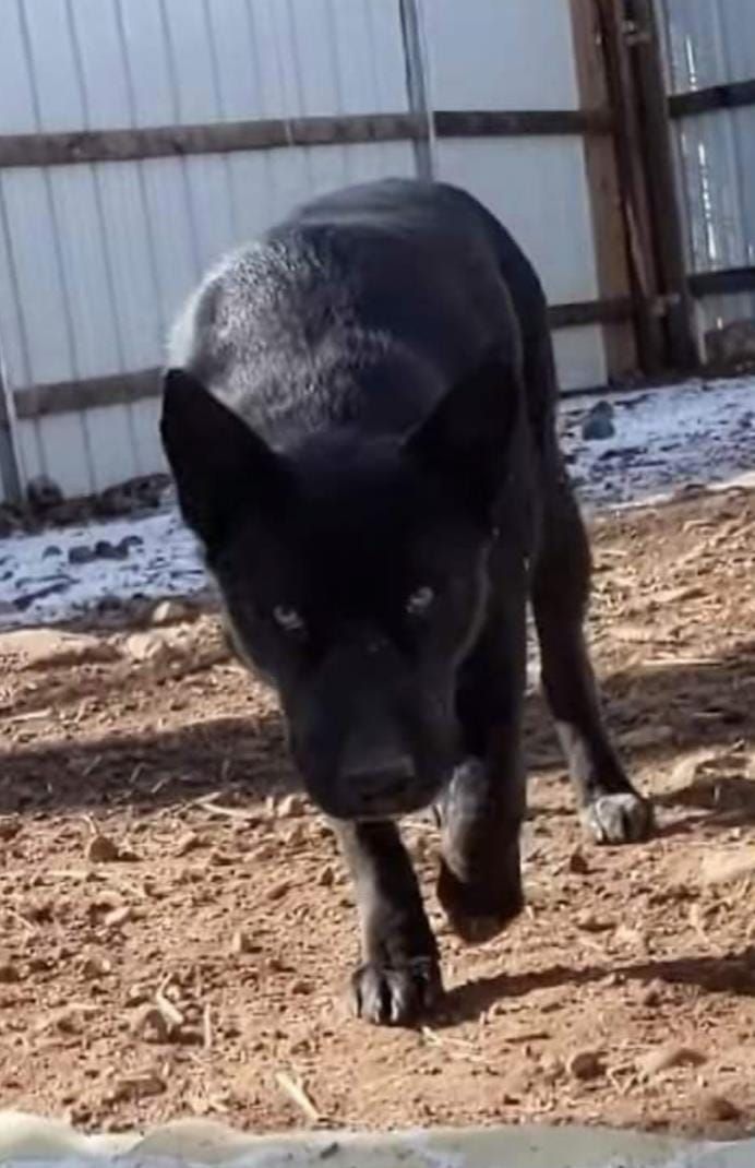 Feral Dog Series