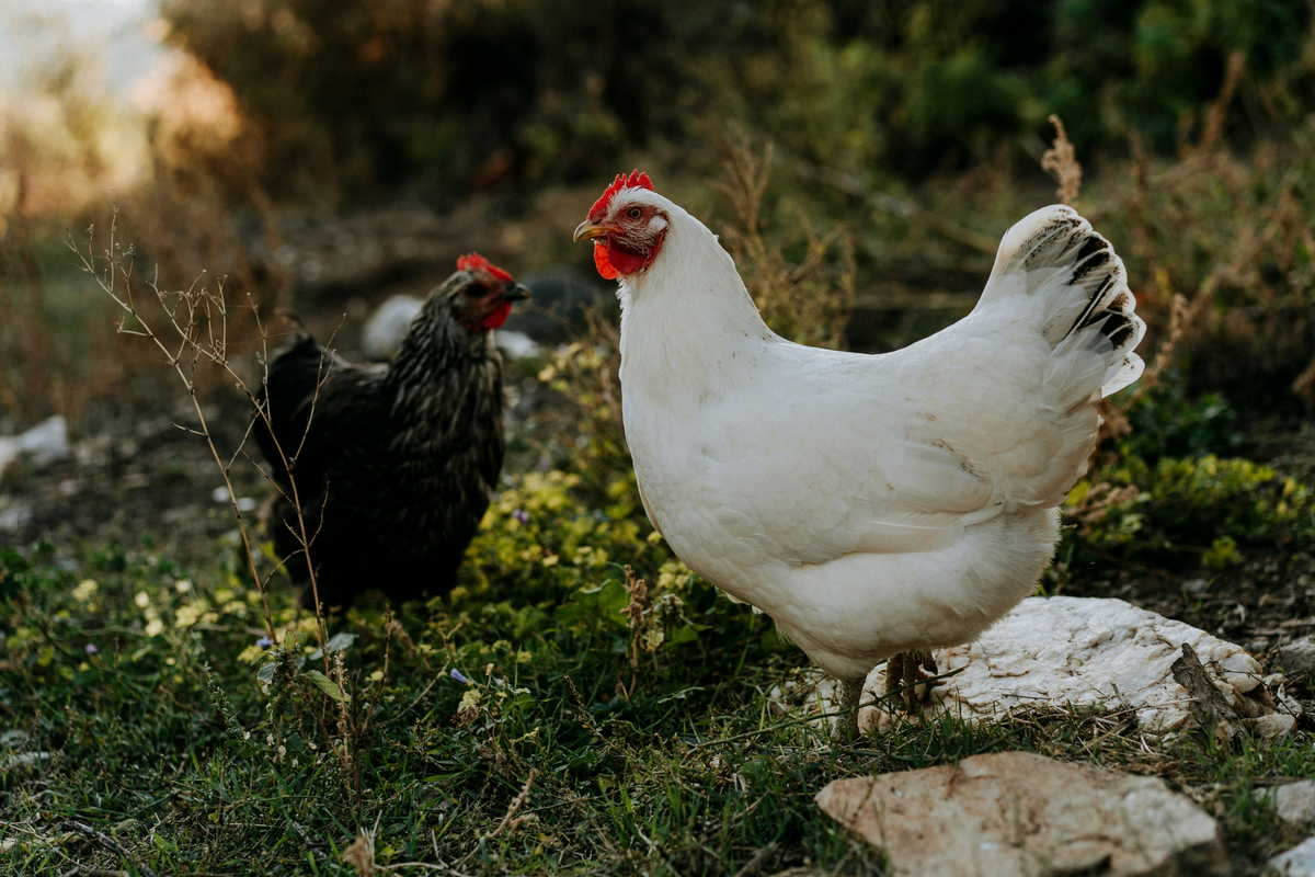 Chickens on the Homestead: A Practical Guide to Sustainable Poultry Keeping