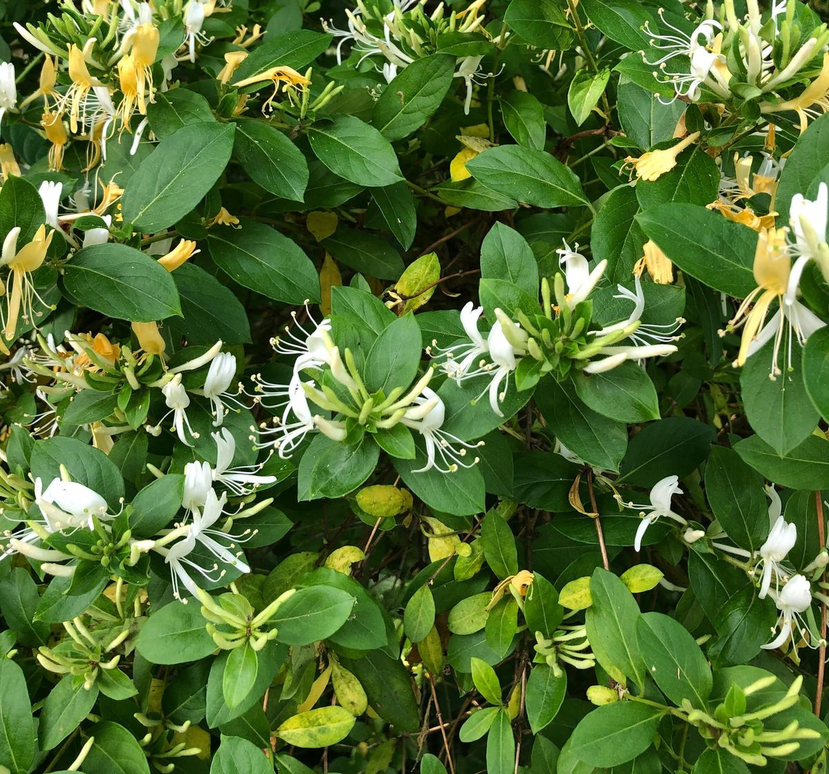 Climbing Plants: Tradition, Architecture and Practical Applications