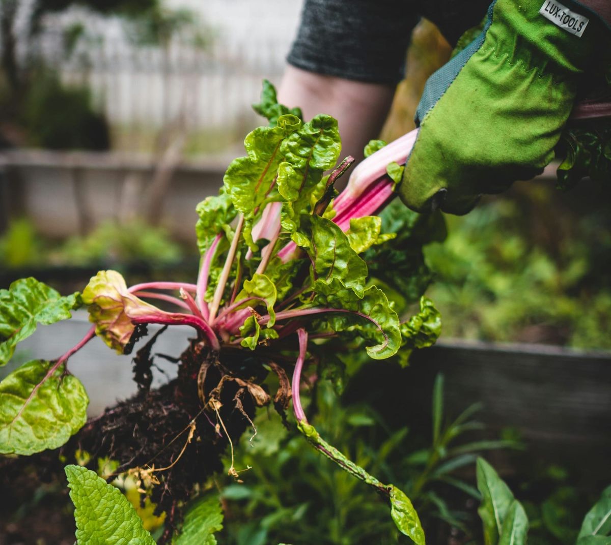 Clay, Sand, and Silt: Building a Soil Map of Your Homestead