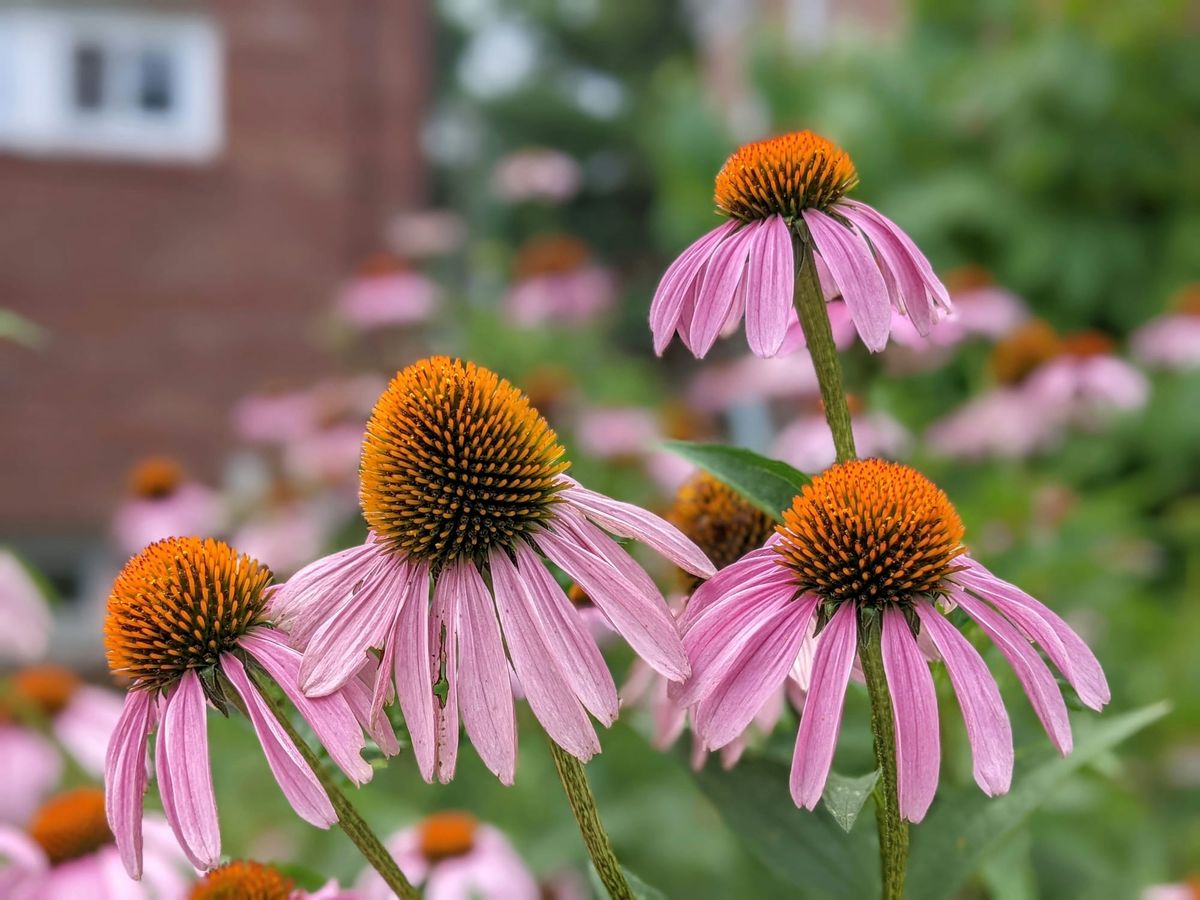 World Echinacea Day: The flower, its history and modern relevance