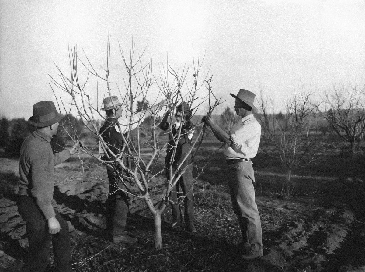 The Art of Pruning: How Managed Cuts Shape Plants, Soil, and the Life Between Them