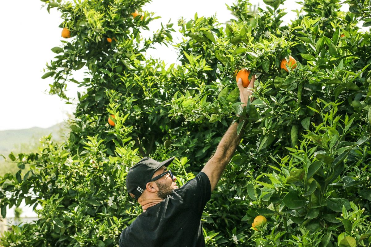 Food Forests: Designing Abundance Through Layers, Diversity and Long Term Stewardship