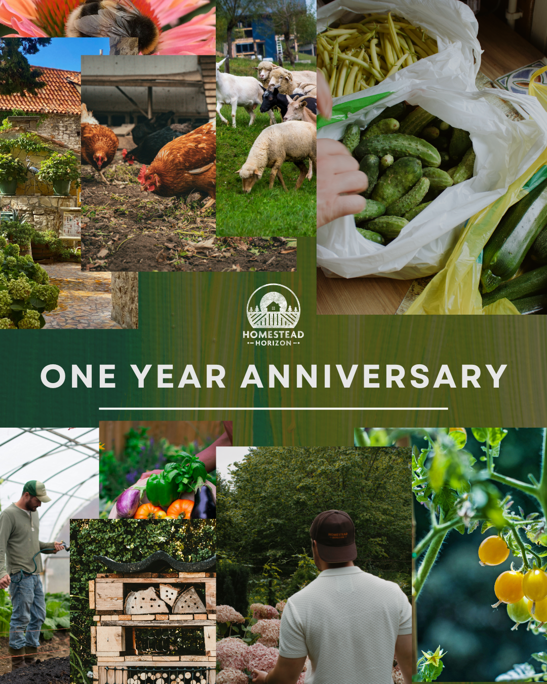 One Year of Homestead Horizon: A Special Edition