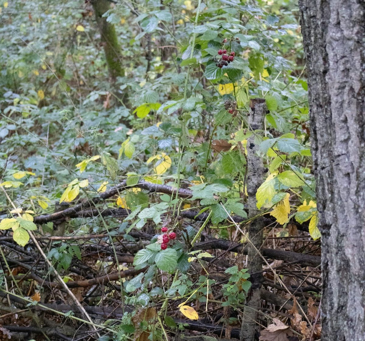 Syntropic Agroforestry: Growing Food While Restoring the Land