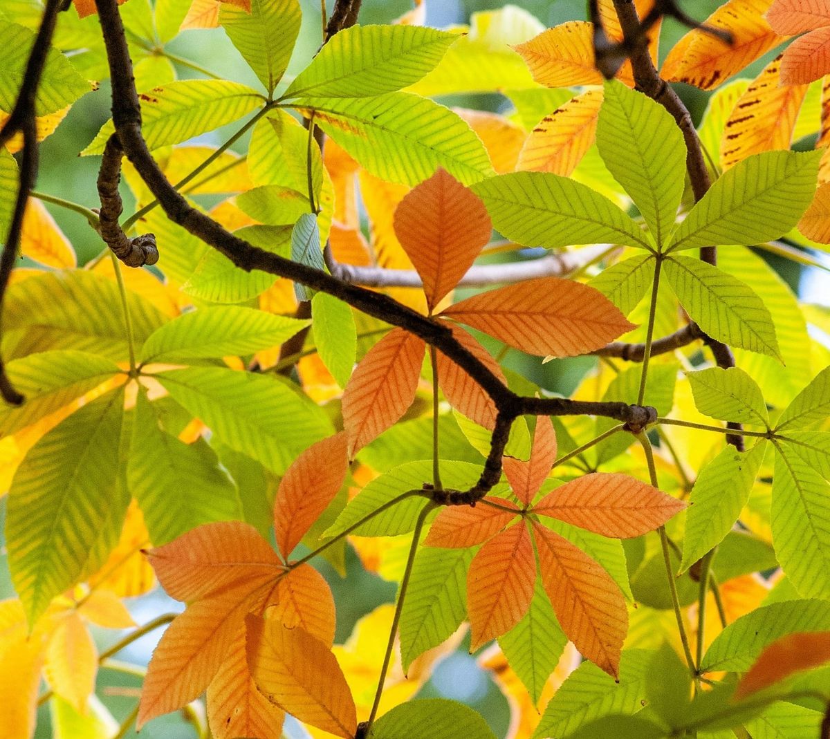 The Turn Into Autumn: Preparing the Homestead and Embracing the Change