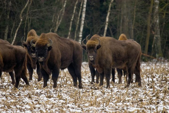 Białowieża Forest: A Living Testament to Europe's Primeval Past
