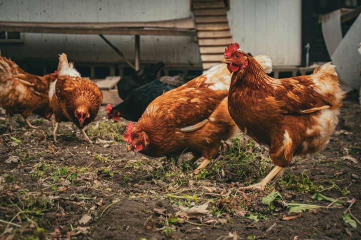 Sustainable Composting and Poultry: A Natural Cycle for Homesteads of Any Scale