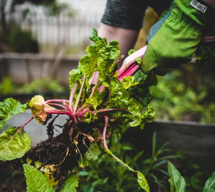 Clay, Sand, and Silt: Building a Soil Map of Your Homestead