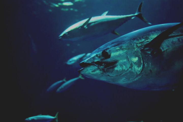 The Mediterranean Comeback: Atlantic Bluefin Tuna’s Revival Through Sustainable Living Practices