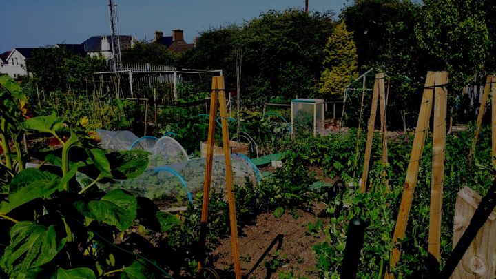 Three Beginner Friendly and Scalable Layout Choices for Bare Allotments