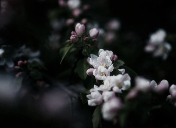 Spring Additions For A Thriving Plot: Key Plants And Smart Homesteading Strategies