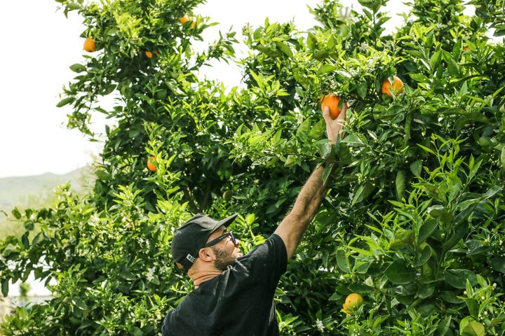 Food Forests: Designing Abundance Through Layers, Diversity and Long Term Stewardship