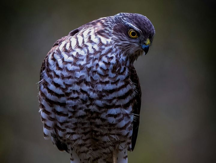 The Sparrowhawk: Understanding a Predator’s Place in a Living Landscape