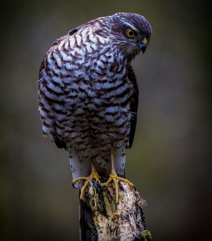 The Sparrowhawk: Understanding a Predator’s Place in a Living Landscape