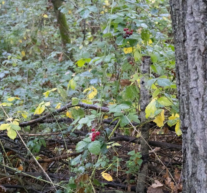 Syntropic Agroforestry: Growing Food While Restoring the Land