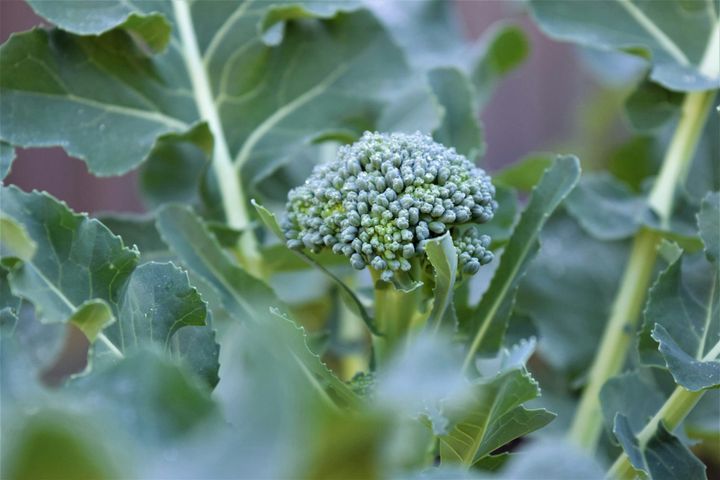 Growing Brassicas: Understanding a Heritage Crop in the Working Landscape