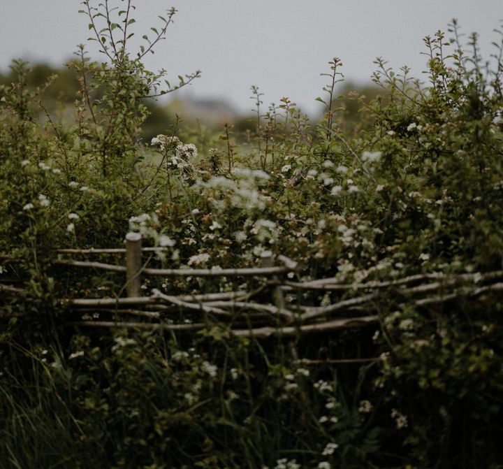 Hedgerows: Living Boundaries That Hold the Land Together