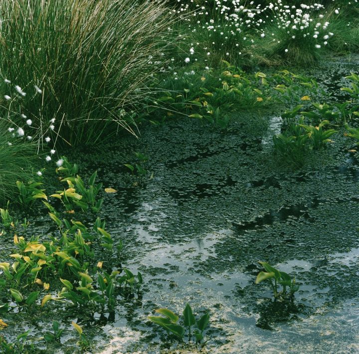 Designing Your Wildlife Pond: Creating a Steady Habitat and picturesque scenery