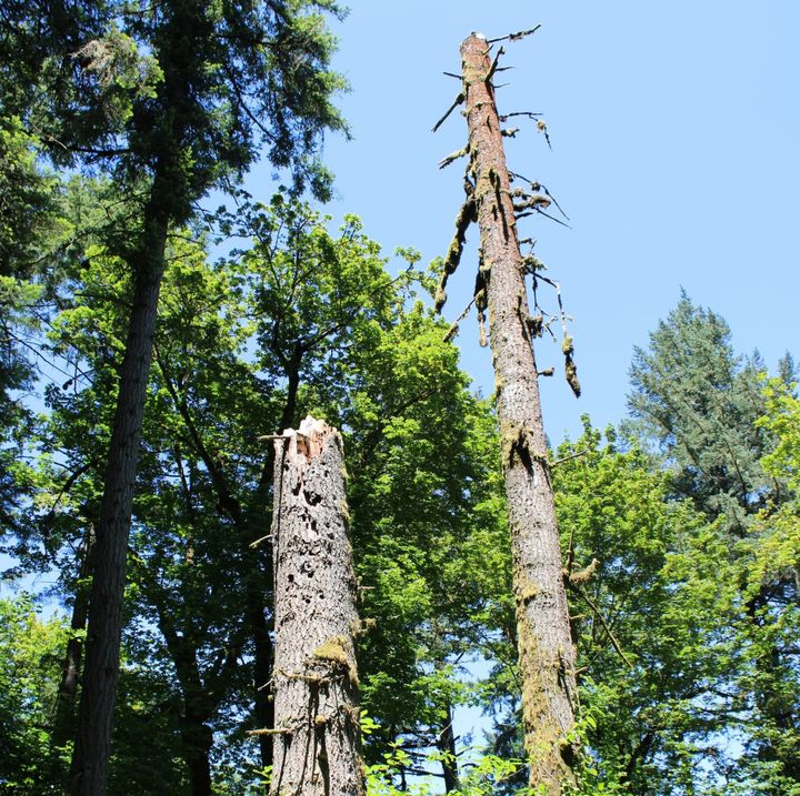 Standing Deadwood: The Overlooked Habitat Supporting Thousands of Species