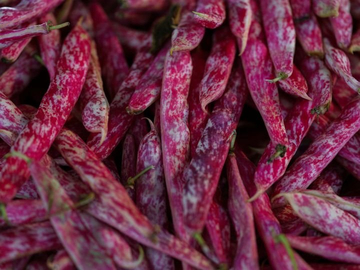 Homestead Spotlight: Legumes, the Versatile Crops Feeding People and Building Soil