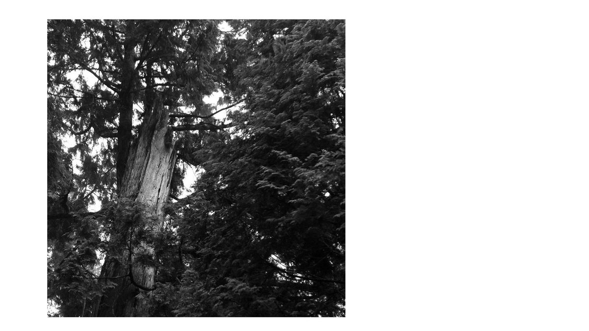 Interview: Yannick Dauby - Field Recorder / Sound Artist