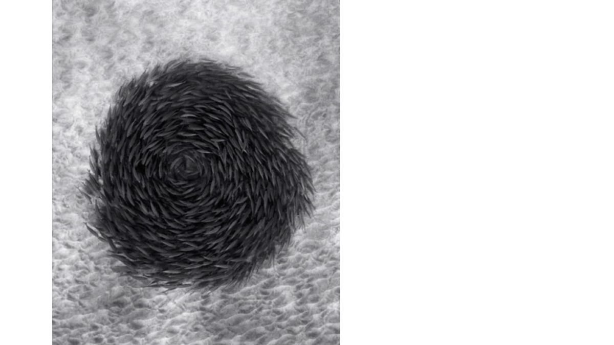 Interview: Wayne Levin