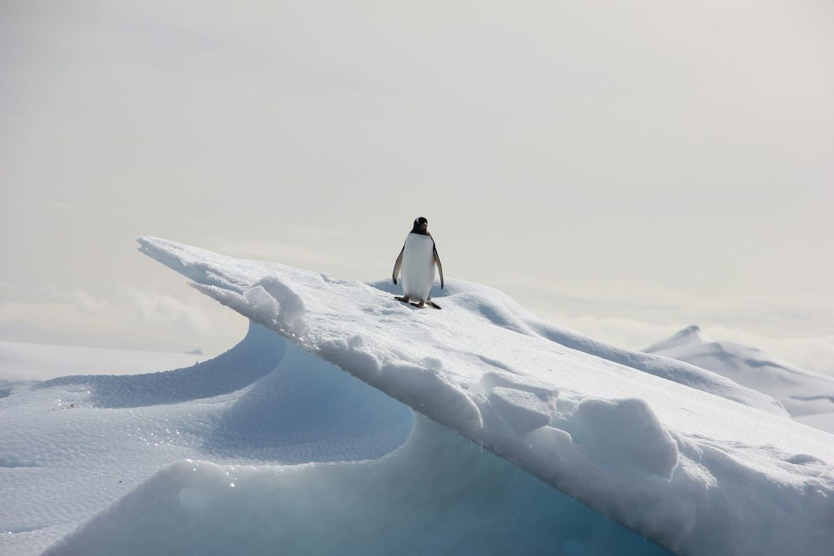 Dijital Sürü Yanlışı Alkışlar