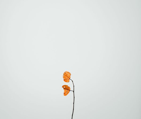 Kutsal Aile, Kutsal Yalan: Modern Mitlerin Anatomisi