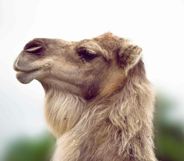 Zodyak’ın Birbirinden Fevkalade Burçları : Astrolojik Erdemler