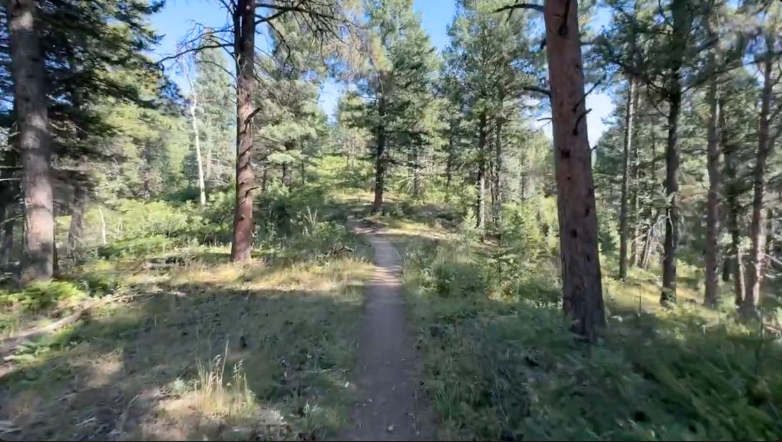 The Indian Creek Trail in Pike National Forest, on the southern route of the American Discovery Trail in Colorado