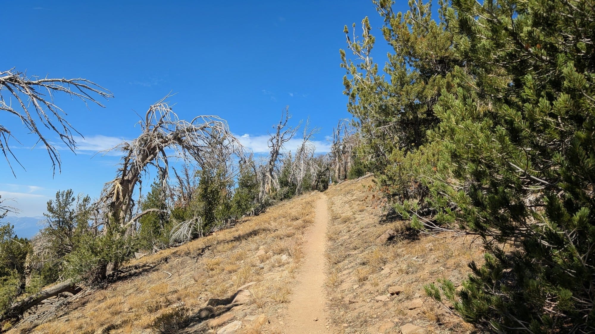 Narrow dirt trail climbing a dry, grassy slope past twisted, sun-bleached pines under a deep blue sky.