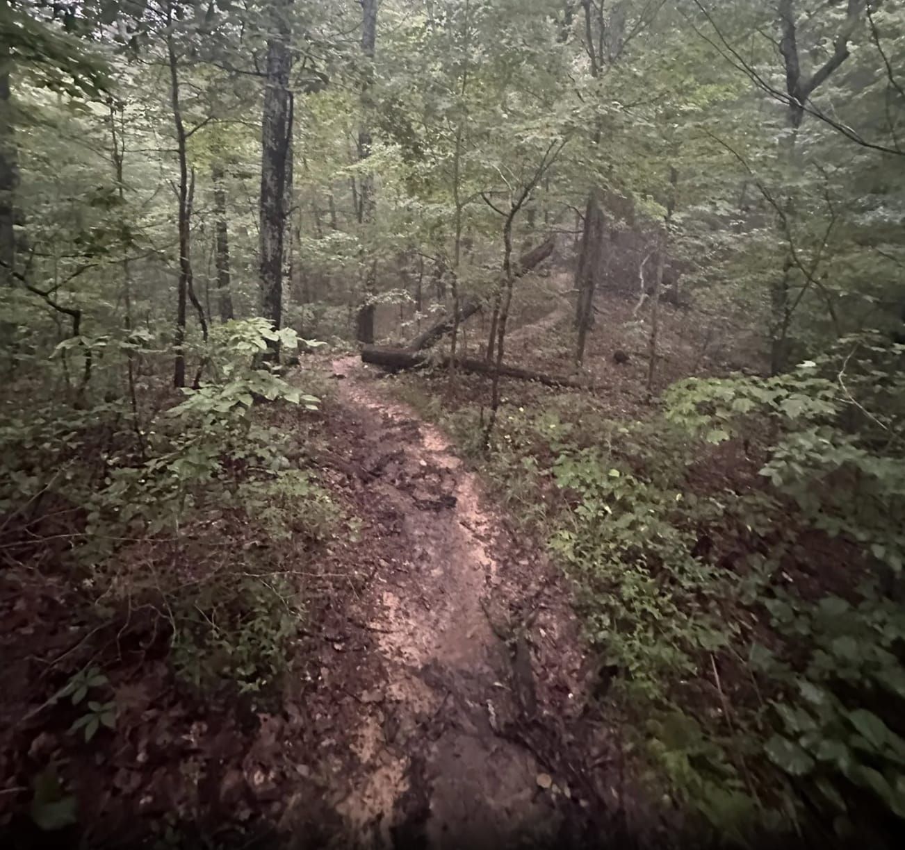 A wooded path on the Knobstone Trail in Southern Indiana - Quinten Shewmaker