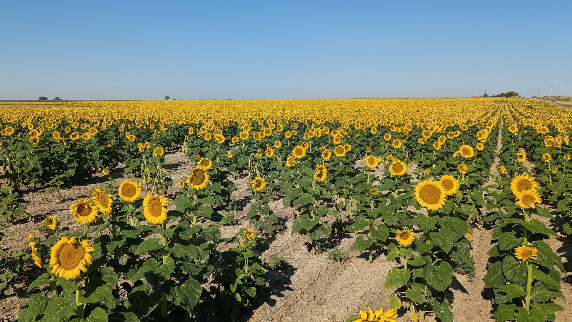 A field of sunflowers stretching to the horizon in southeastern Colorado, July 2026.