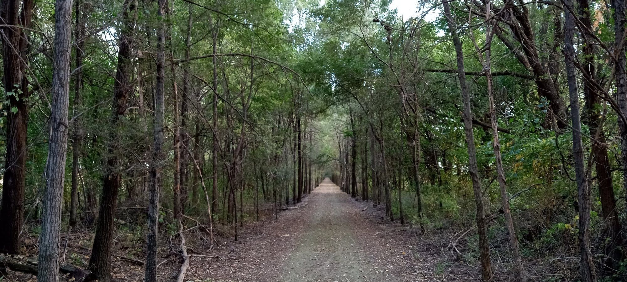 A straight crushed-stone rail-trail running through a tall tunnel of trees