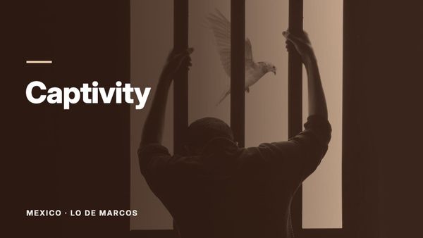 A silhouetted figure gripping window bars as a white bird flies past outside. Text: “Captivity”, Mexico: Lo de Marcos.