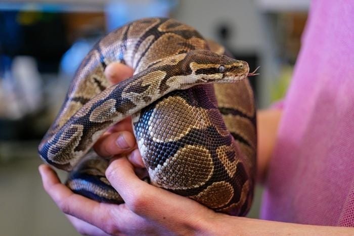 Skip Maas holding pet pythons