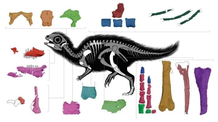 Doolysaurus fossil diagram