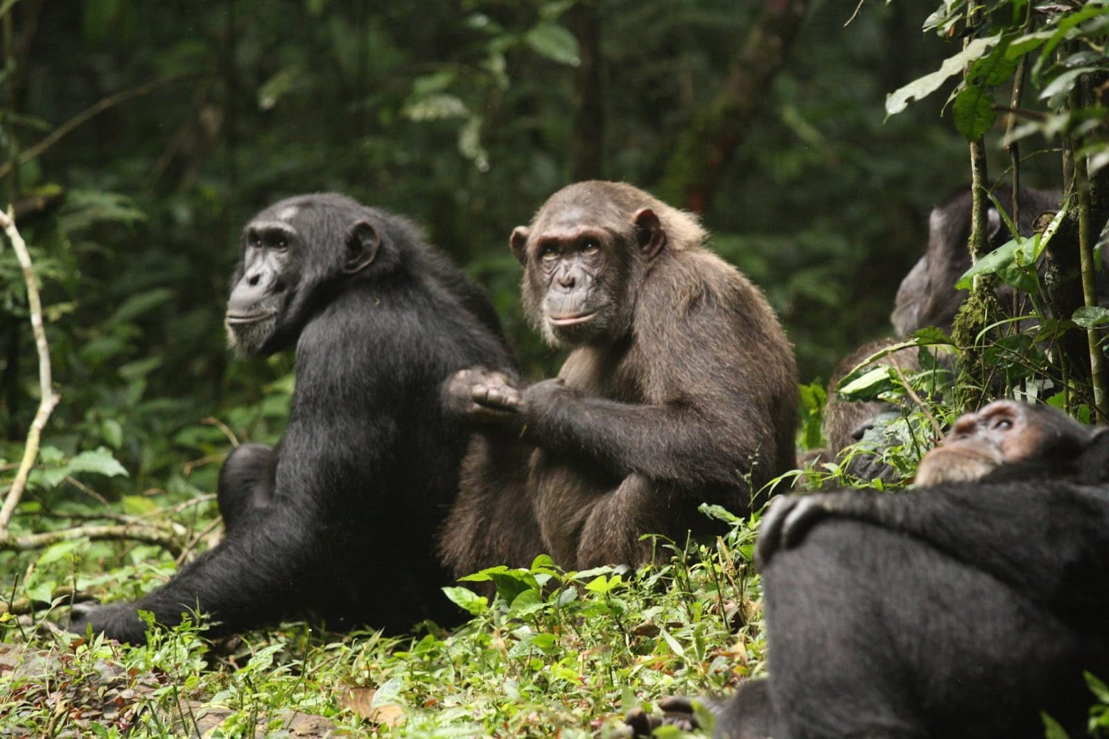 World’s Largest Group of Chimps Waging Deadly ‘Civil War,’ Scientists Discover