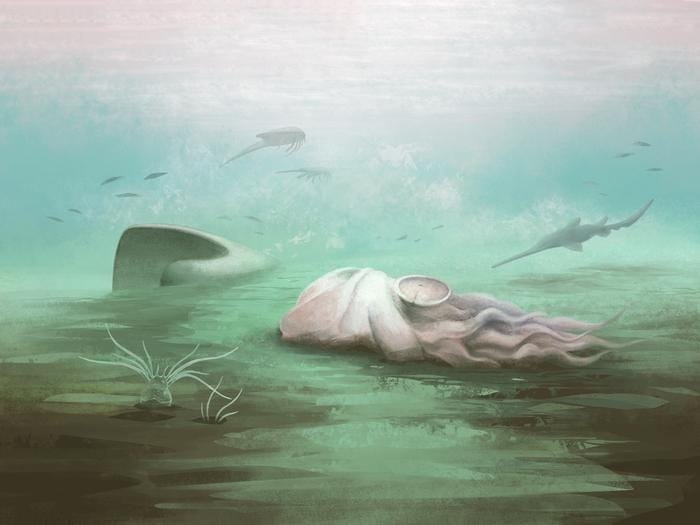 The Oldest Octopus Fossil Ever Isn’t An Octopus At All, Scientists Discover