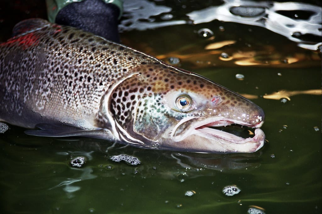 Scientists Gave a Bunch of Salmon Cocaine. This Is What Happened Next.