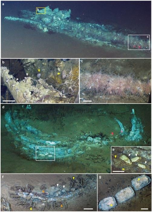 Whale-fall ecosystems in the sulfophilic stage in the Diamantina Zone.