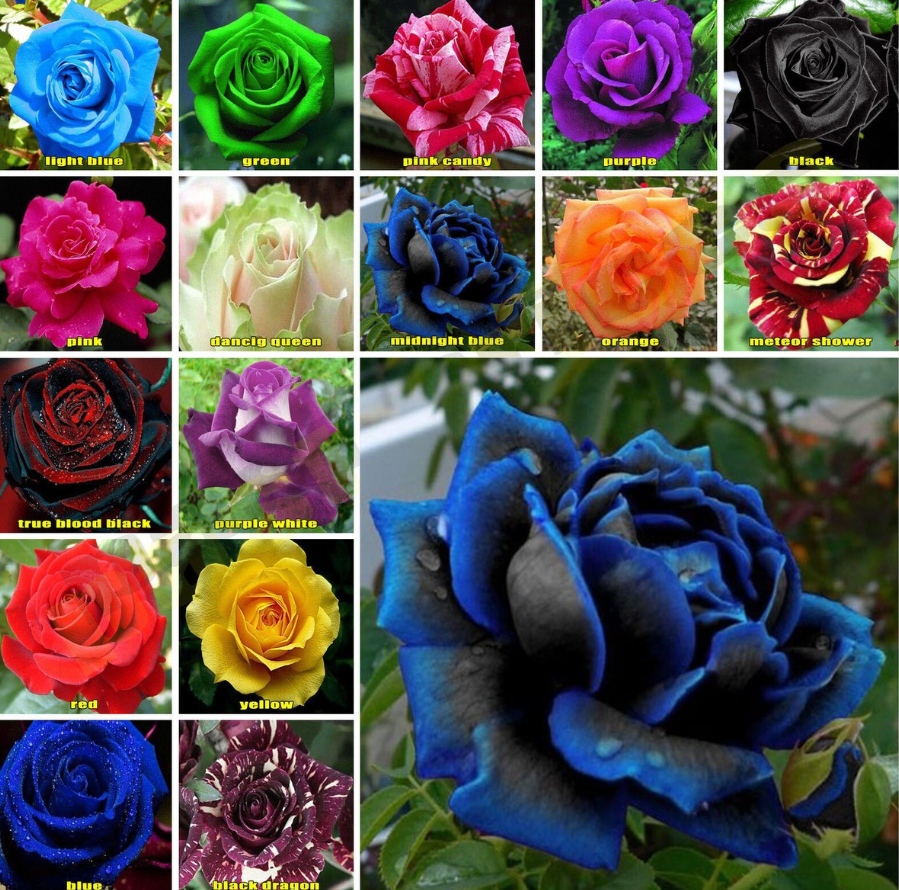 Scammers Sell Seeds for Exotic AI-Generated Flowers That Don’t Exist