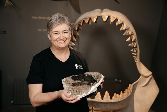 SOLVED: The Case of the Missing Megalodon