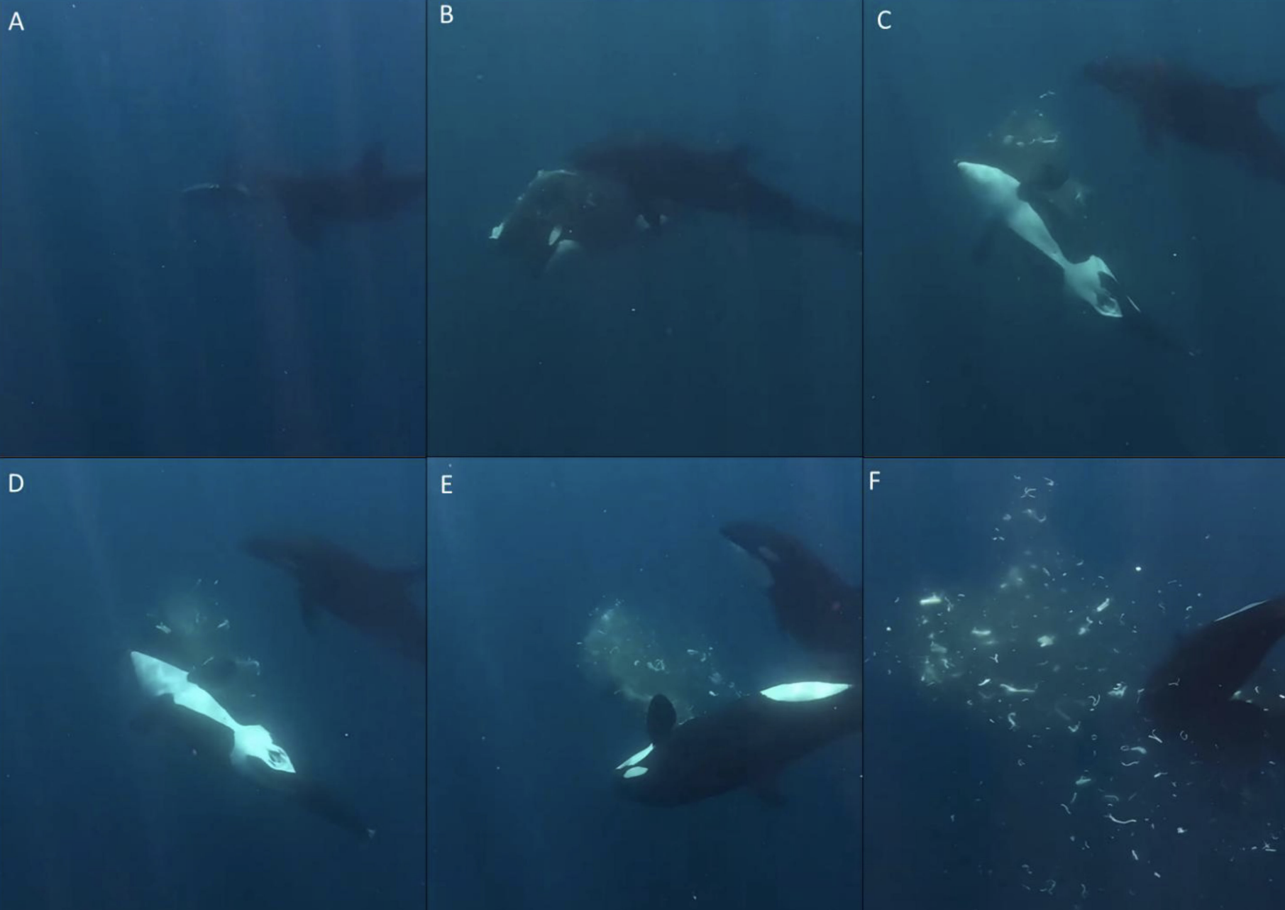 Orcas Explode Fish Into Confetti, Possibly for Fun, In ‘Astounding’ New